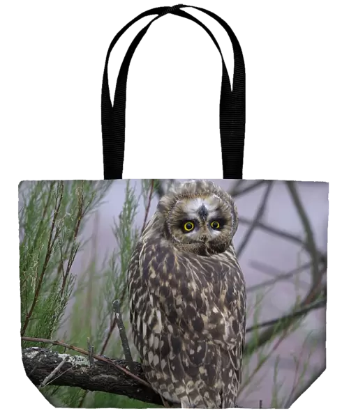 Short eared owl (Asio flammeus) tilting head upside down and backwards, Breton Marsh