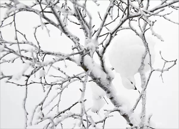 Willow grouse (Lagopus lagopus) feeding in snow laden tree, Inari Kiilop Finland January