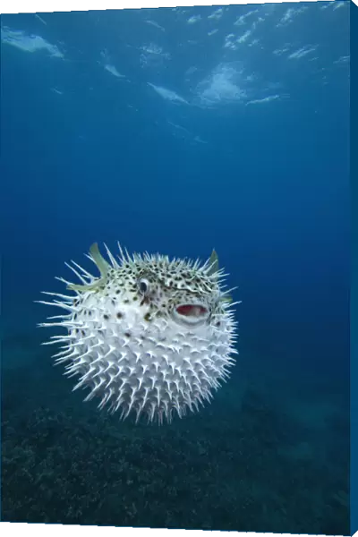 Inflated spotted porcupinefish (Diodon hystrix), Maui, Hawaii