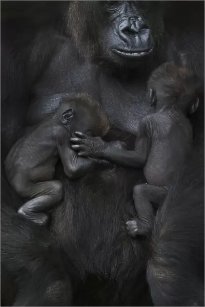 Western lowland gorilla (Gorilla gorilla gorilla) twin babies age 45 days sleeping