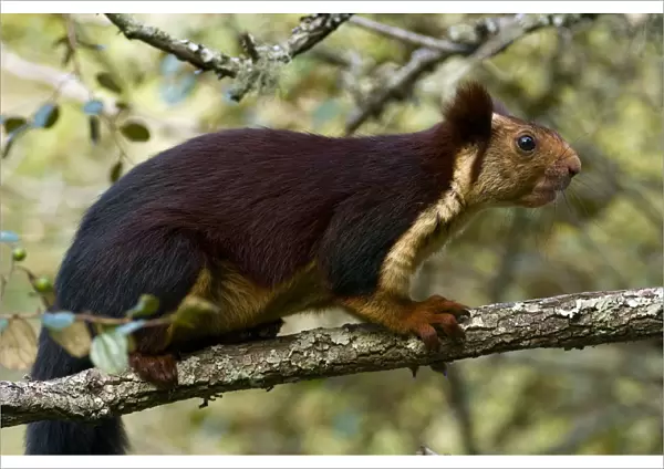 Indian Giant  /  Giant Malabar Squirrel (Ratufa indica) on a branch. Karnataka, India