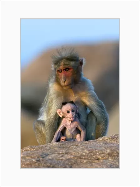 Bonnet Macaque (Macaca radiata) mother with infant. Karnataka, India
