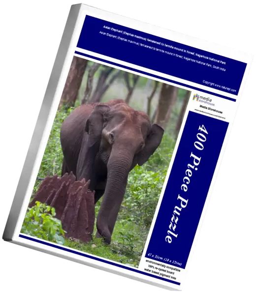 Asian Elephant (Elephas maximus) femalenext to termite mound in forest, Nagarhole National Park