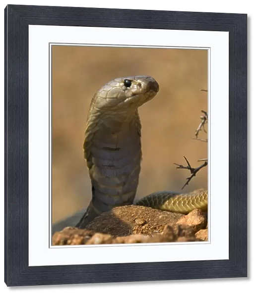Indian Cobra or Spectacled Cobra (Naja naja), Karnataka, India