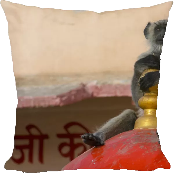 Hanuman langur (Semnopithecus  /  Presbytis entellus), on temple, Rajasthan, India