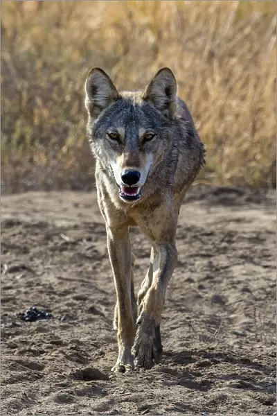 Indian wolfA(Canis lupus pallipes) walking, Gujarat, India