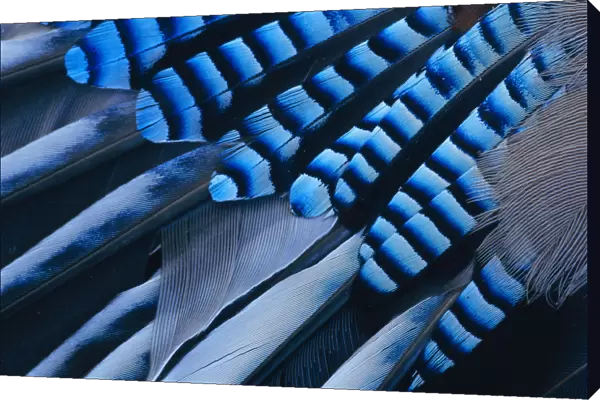 Jay {Garrulus glandarius} close up of wing feathers Europe