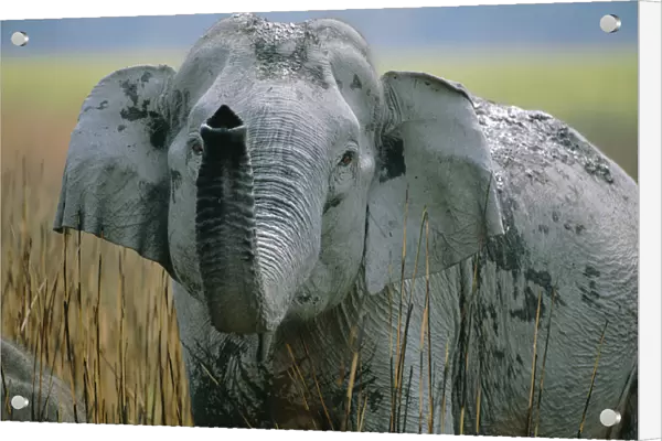 Indian elephant with trunk raised {Elephas maximus} Kaziranga NP, Assam, India