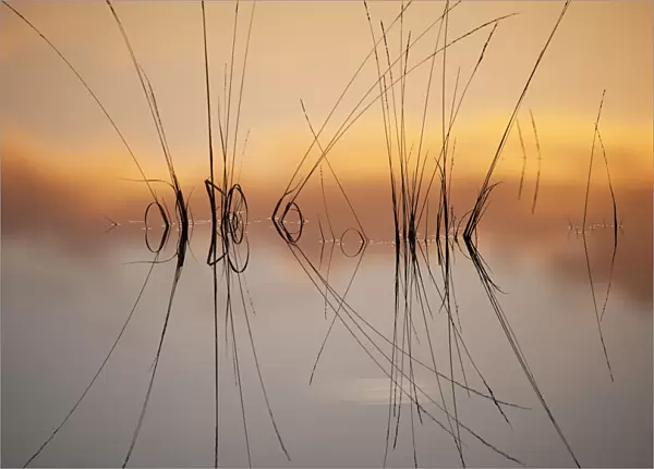 Reflection in fen on surface of water, Klein Schietveld, Brasschaat, Belgium, November