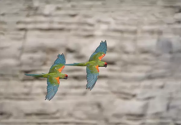 Red-fronted macaw (Ara rubrogenys) two in flight, Red-fronted Macaw Community Nature Reserve