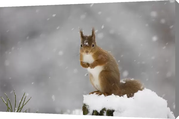 Red squirrel (Sciurus vulgaris) sitting on snow covered tree stump, Glenfeshie, Cairngorms NP