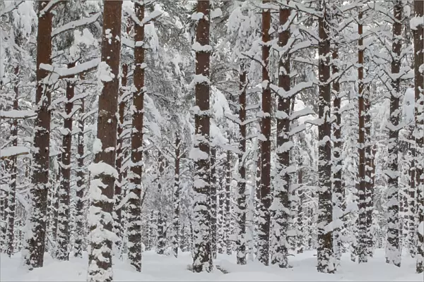 Commercial pine woodland (Pinus sylvestris) in winter, Cairngorms National Park, Scotland