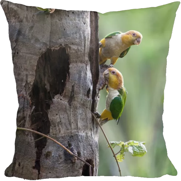 White-bellied parrots (Pionites leucogaster xanthomeri) in rainforest, Tambopata National Reserve