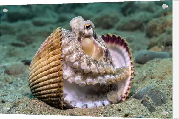 Veined octopus (Amphioctopus marginatus) between clam shell halves. Ambon, Maluku Archipelago