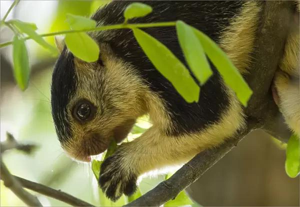 Grizzled giant squirrel (Ratufa macroura) feeding, Cauvery Wildlife Sanctuary, Karnataka