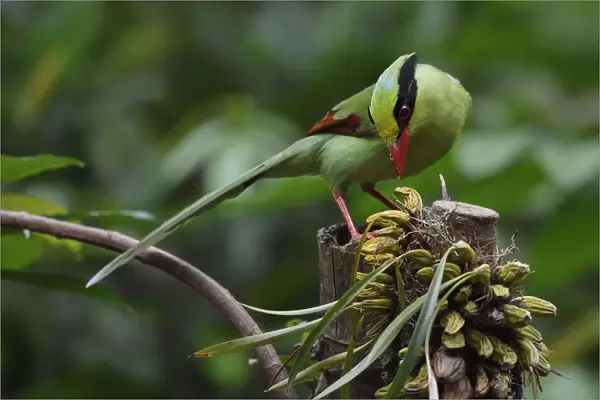 Common green magpie (Cissa chinensis) perched, feeding on fruit in Hong Bung He, Dehong