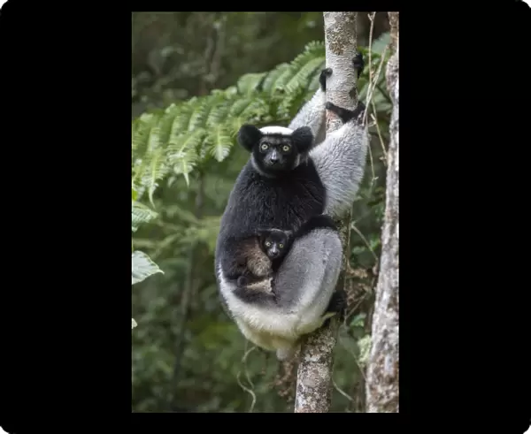 RF- Indri (Indri indri) portrait of a female with a newborn baby. Maromizaha reserve