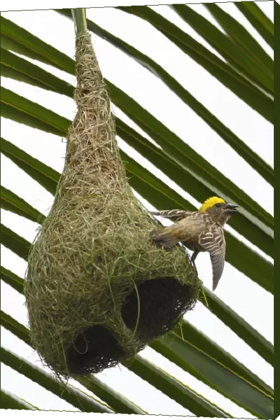 Baya weaver (Ploceus philippinus) on its nest in Tongbiguan Nature Reserve, Dehong prefecture