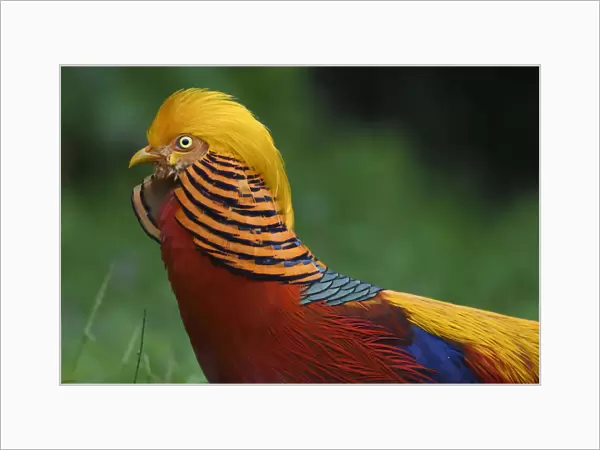 Golden pheasant (Chrysolophus pictus) male displaying in grass in Yangxian Nature Reserve