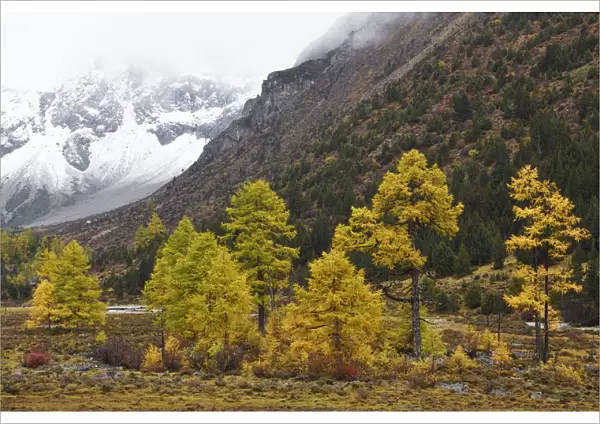Autumn colours, snow covered mountains and sceneries, Baima Snow Mountain Nature reserve