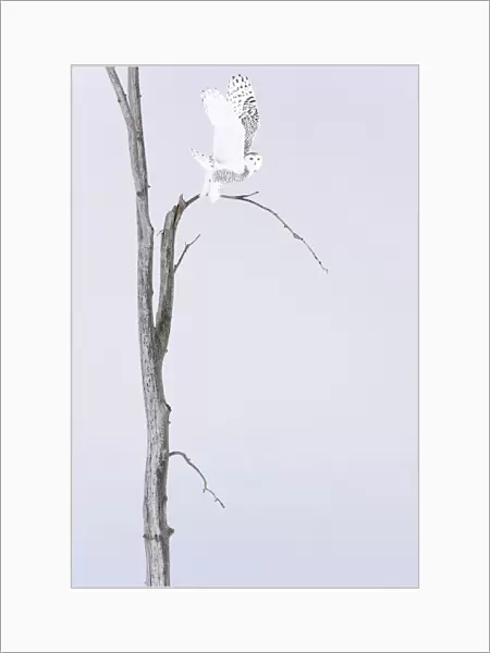 Snowy owl (Bubo scandiacus) Female taking off the winter tree, Quebec, Canada