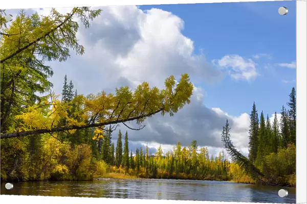 Trees in the upper reaches of the Lena River, Baikalo-Lensky Reserve, Siberia, Russia