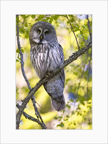 Great grey owl (Strix nebulosa) perched on branch, Finland. May