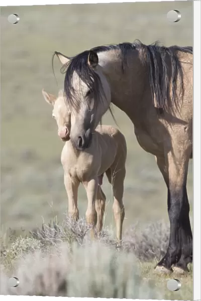 Mustangs  /  wild horses, cremello colt Cremosso with mare, McCullough Peaks herd, Wyoming