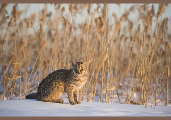 Amur leopard cat (Prionailurus bengalensis euptilurus) Vladivostok, Primorsky Krai, Far East Russia