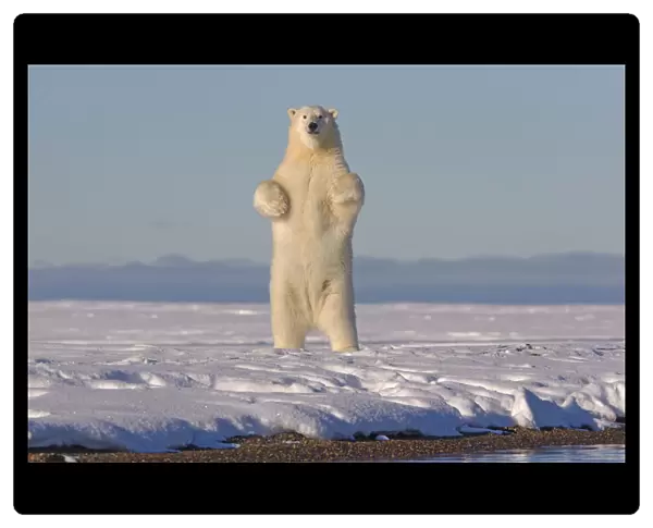 Polar bears (Ursus maritimus) standing up on hind legs, barrier island outside Kaktovik