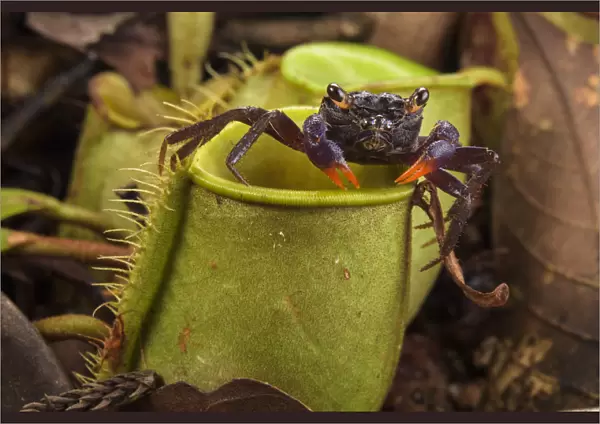 Land crab (Geosesarma sp. ) which raids Pitcher plant (Nepenthes ampullaria) for prey
