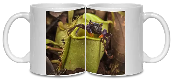 Land crab (Geosesarma sp. ) which raids Pitcher plant (Nepenthes ampullaria) for prey