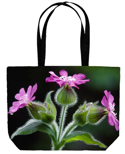 Red Campion (Silene dioica) against shaded background in deciduous woodland, Berwickshire