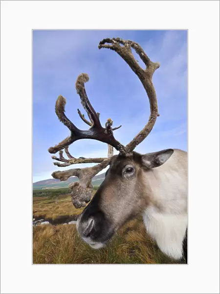 Reindeer (Rangifer tarandus) bull reindeer with antlers in velvet, reintroduced Cairngorm