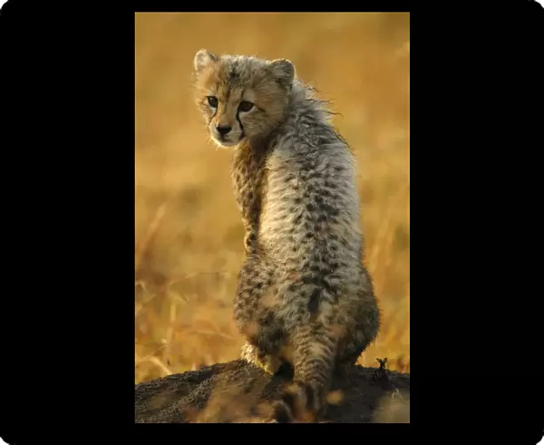 Cheetah cub portrait {Acinonyx jubatus} Masai Mara, Kenya