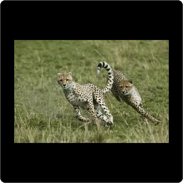 Cheetah (Acinonyx jubatus) cubs aged 9 months playing, Masai-Mara Game Reserve, Kenya