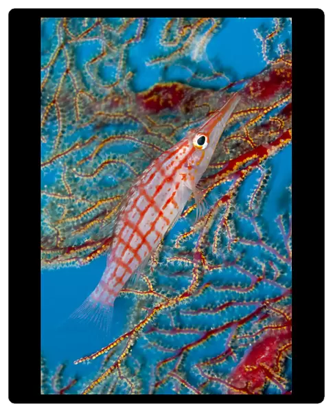 Longnose hawkfish (Oxycirrhites typus) Tubbataha Reef Natural Park, UNESCO World Heritage Site