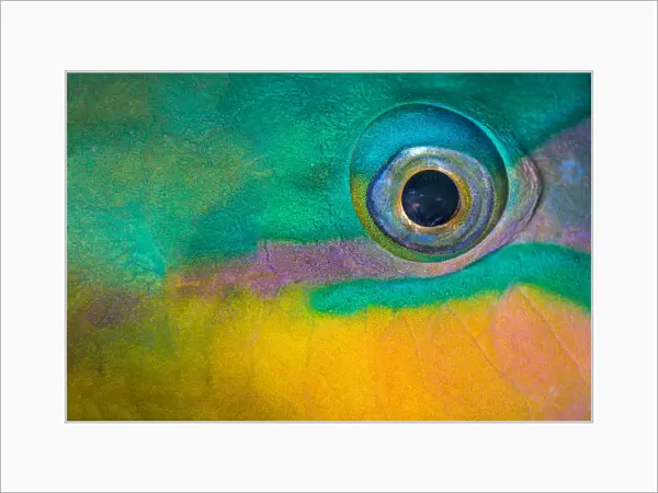 Bullethead parrotfish (Chlorurus sordidus) male, close up of eye, whilst sleeping at night