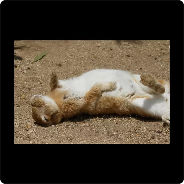 Feral domestic rabbit (Oryctolagus cuniculus) napping on back