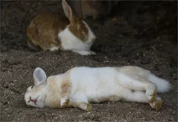 Feral domestic rabbit (Oryctolagus cuniculus) lying on its side whilst sleeping, Okunojima Island