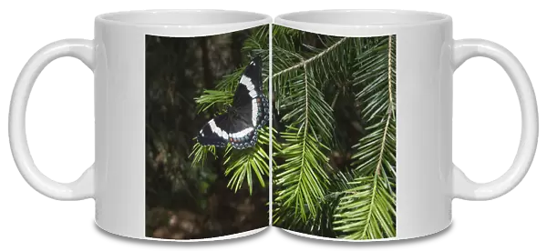 White admiral butterfly (Limenitis arthemis) on pine branch, New Brunswick, Canada