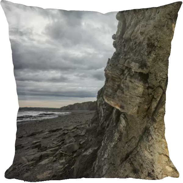 Tree-like lycopodiophyte (Sigillaria) preserved in situ at Joggins Fossil Cliffs
