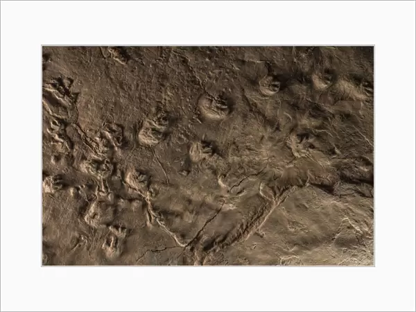 Tetrapod tracks preserved in rock at the Joggins Fossil Cliffs UNESCO World Heritage Site
