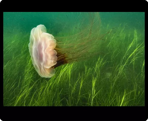 Lions mane jellyfish (Cyanea capillata) swept in current over a bed of eel grass