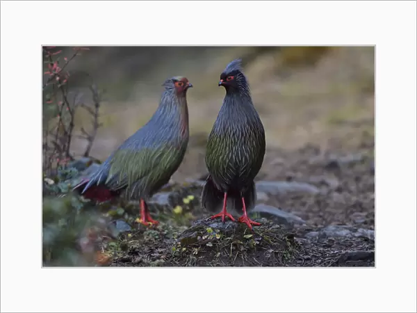 Two Blood pheasant birds (Ithaginis cruentus) males Baima Snow Mountain Nature Reserve