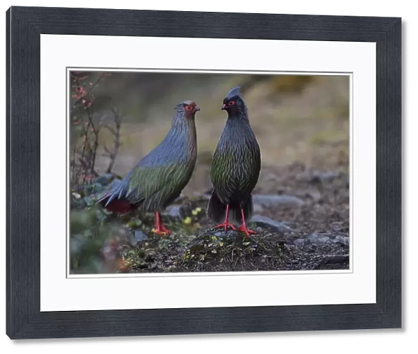 Two Blood pheasant birds (Ithaginis cruentus) males Baima Snow Mountain Nature Reserve