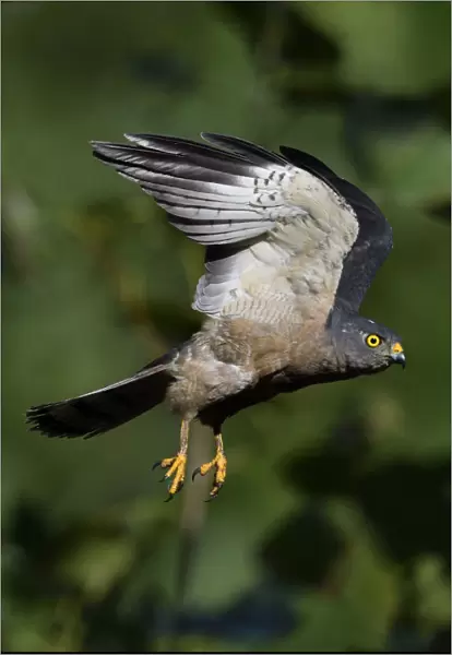 Chinese Sparrowhawk (Accipiter soloensis) flying Guangshui, Hubei province, China. July