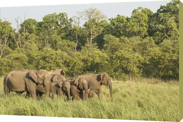 Asiatic elephant (Elephas maximus) matriarch leading heard out of forest into grassland