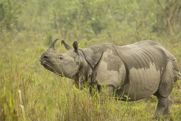 Indian rhinoceros (Rhinoceros unicornis), female after light drizzle. Kaziranga National Park