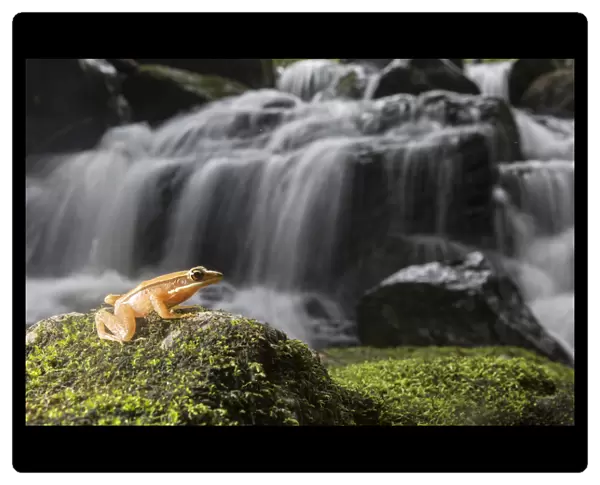 Golden frog (Hylarana aurantiaca) with waterfall in background. Coorg, Karnataka, India